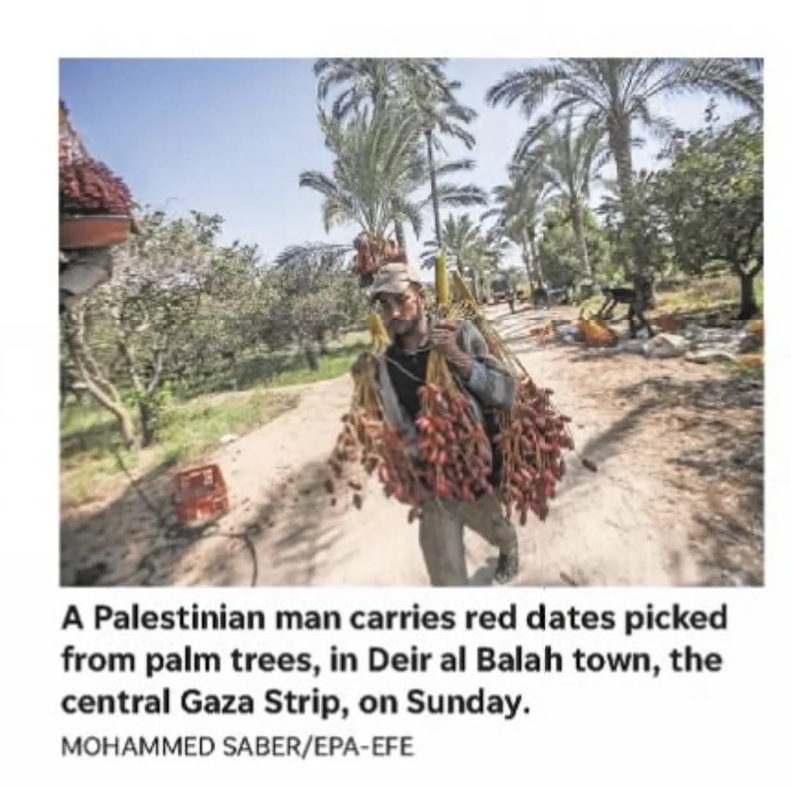 A Palestinian man carries red dates picked from palm trees, In Delr al Balah town, the central Gaza Strlp, on Sunday. &mdash; Detroit Free Press, 7 October 2019